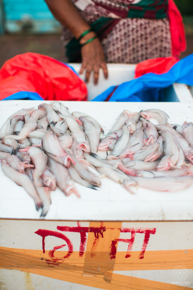 Sassoon dock in mumbai, mumbai city guide